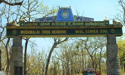 മുതുമല കടുവസങ്കേതം ഇന്ന്​ തുറക്കും