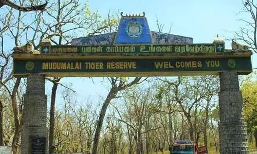 മുതുമല കടുവസങ്കേതം ഇന്ന്​ തുറക്കും