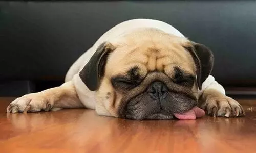 മൃ​ഗ​ങ്ങ​ൾ ഇ​നി രാ​ത്രി​യി​ലും സു​ര​ക്ഷി​ത​ർ