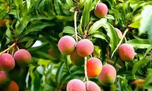 mango tree