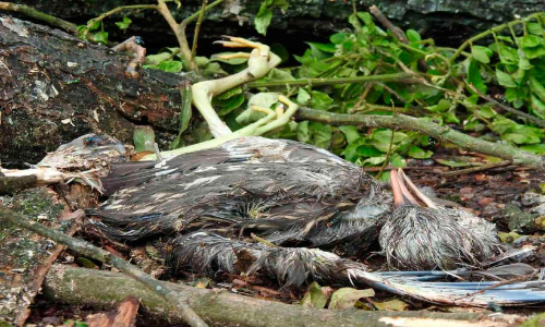 ആരും കേട്ടില്ല ആ നിലവിളി; 54 പറവക്കുഞ്ഞുങ്ങളും ചത്തു