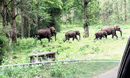 Parambikulam tiger sanctuary