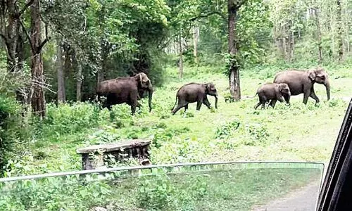 Parambikulam tiger sanctuary