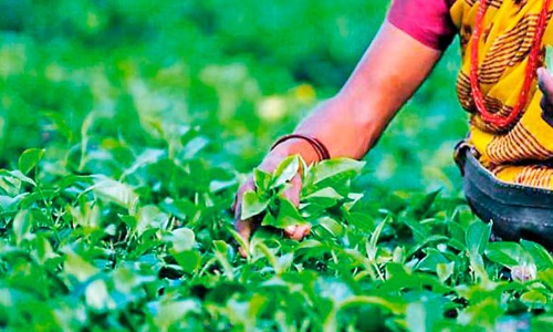 ഗുണനിലവാരം കുറഞ്ഞ പച്ചക്കൊളുന്തും ചായപ്പൊടിയും കേരളത്തിലേക്ക്, പി​ന്നി​ൽ സ്വ​കാ​ര്യ ഏ​ജ​ൻ​റു​മാർ