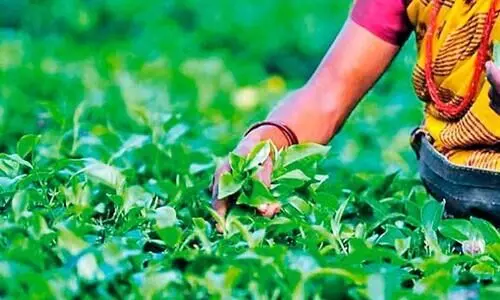 ഗുണനിലവാരം കുറഞ്ഞ പച്ചക്കൊളുന്തും ചായപ്പൊടിയും കേരളത്തിലേക്ക്, പി​ന്നി​ൽ സ്വ​കാ​ര്യ ഏ​ജ​ൻ​റു​മാർ