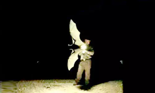 പുതിയ ഇനം വവ്വാലുകളെ കണ്ടെത്തി ഗവേഷകസംഘം