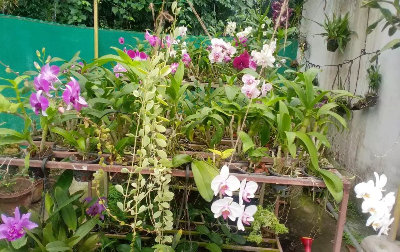 മട്ടുപ്പാവിലെ ഓര്‍ക്കിഡ് കൃഷിയിൽ നിന്നും വരുമാനം നേടാം