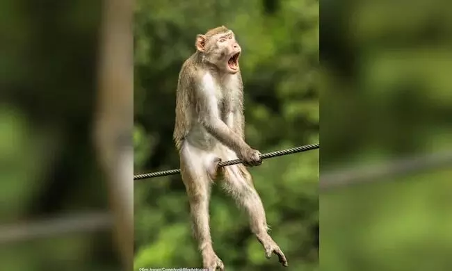 ചിരിക്കുന്ന പാമ്പ്​, വഴികാണിക്കുന്ന പെൻഗ്വിൻ -കോമഡി വൈൽഡ്​ ലൈഫ്​ ഫോ​ട്ടോ അവാർഡ്​ ഫൈനൽ റൗണ്ട്​ എൻട്രികൾ കാണാം