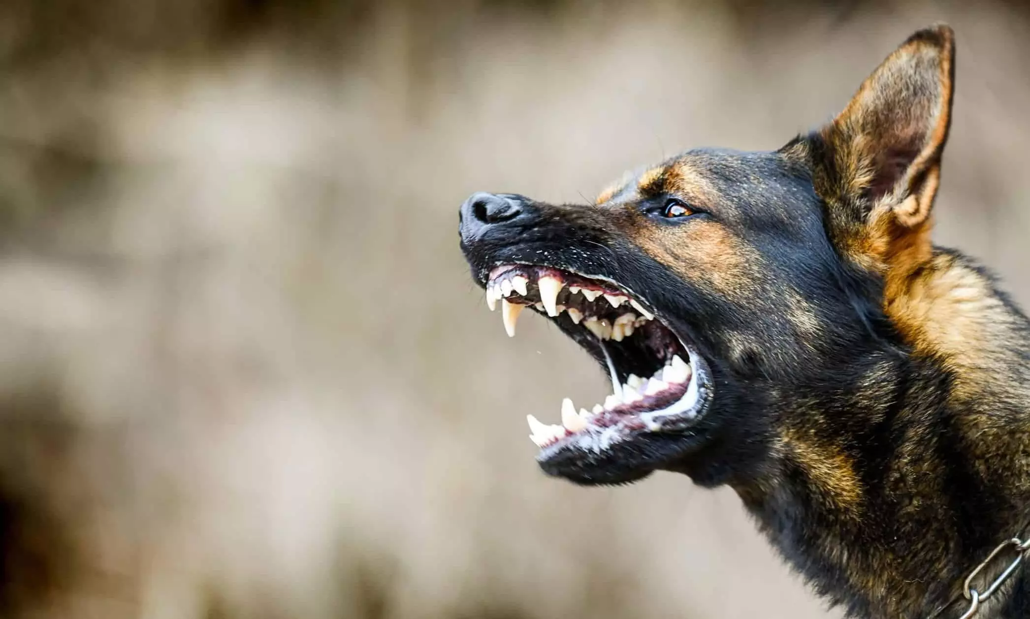 dog bite 5921 dog bite 5921