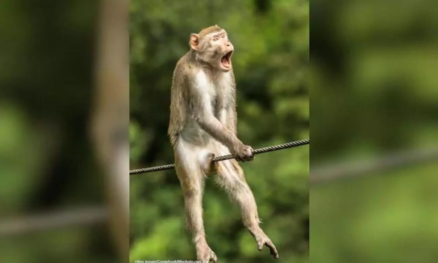 ചിരിക്കുന്ന പാമ്പ്​, വഴികാണിക്കുന്ന പെൻഗ്വിൻ -കോമഡി വൈൽഡ്​ ലൈഫ്​ ഫോ​ട്ടോ അവാർഡ്​ ഫൈനൽ റൗണ്ട്​ എൻട്രികൾ കാണാം