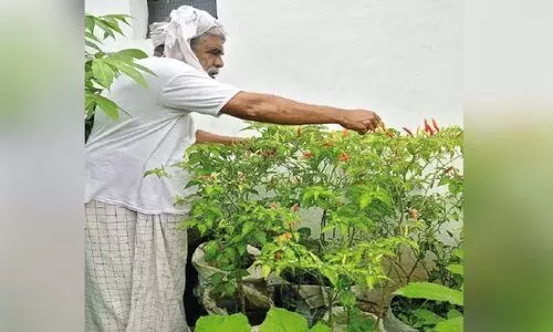 മട്ടുപ്പാവ് കൃഷിയില് നൂറുമേനി വിളയിച്ച് കെ.കെ.എസ്. തങ്ങൾ മട്ടുപ്പാവ് കൃഷിയില് നൂറുമേനി വിളയിച്ച് കെ.കെ.എസ്. തങ്ങൾ