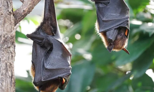 വവ്വാലുകളിലെ വൈറസ്​ സാന്നിധ്യം: ഊർജിത പരിശോധന തുടങ്ങി