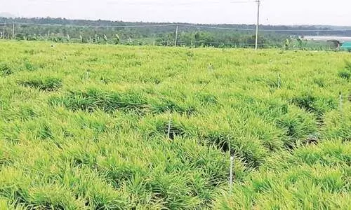 നി​ർ​ബ​ന്ധി​ത ക്വാ​റ​ൻ​റീ​ൻ: ക​ർ​ണാ​ട​ക​യി​ൽ ഇ​ഞ്ചി, പ​ച്ച​ക്ക​റി, വാ​ഴ കൃ​ഷി ചെ​യ്യു​ന്ന​വ​ർ പ്ര​തി​സ​ന്ധി​യി​ൽ