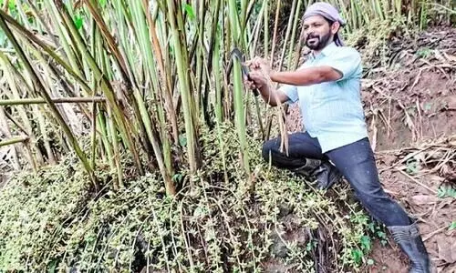 ഷി​ബു തോ​മ​സിനു ക്ലാസ്​ മുറിയിലും കൃഷിയിടത്തിലും നൂറമേനി
