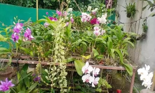 മട്ടുപ്പാവിലെ ഓര്‍ക്കിഡ് കൃഷിയിൽ നിന്നും വരുമാനം നേടാം