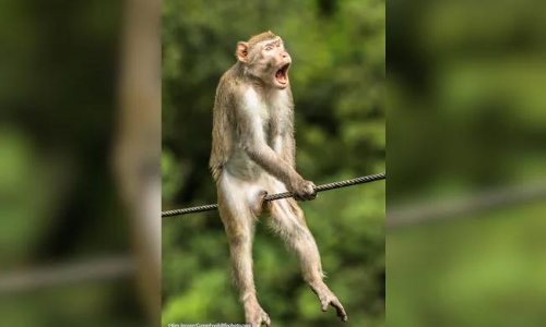 ചിരിക്കുന്ന പാമ്പ്​, വഴികാണിക്കുന്ന പെൻഗ്വിൻ -കോമഡി വൈൽഡ്​ ലൈഫ്​ ഫോ​ട്ടോ അവാർഡ്​ ഫൈനൽ റൗണ്ട്​ എൻട്രികൾ കാണാം