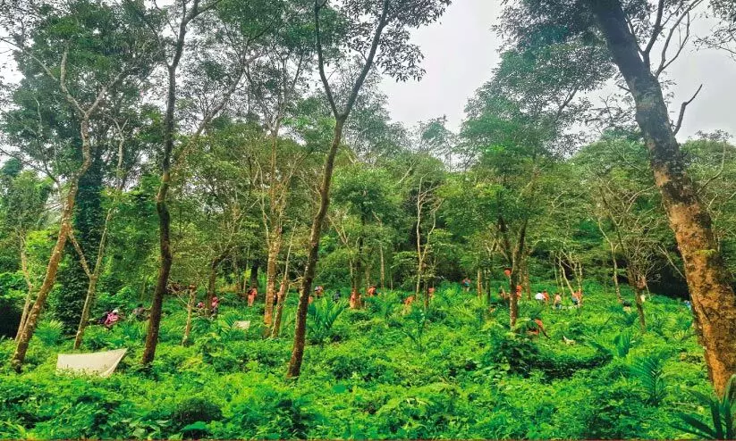 സൗഹാൻ, നീ എവിടെ?... ചെക്കുന്ന് മലയിൽ വീണ്ടും കൂട്ട തിരച്ചിൽ