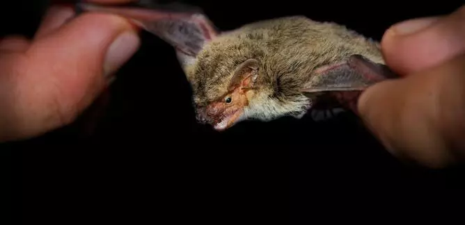 നിപ ഉറവിടം കണ്ടെത്താനുള്ള ശ്രമം ഊർജിതം; ആട്, പന്നി, വവ്വാൽ എന്നിവയുടെ സ്രവം പരിശോധിക്കാനൊരുങ്ങി മൃഗസംക്ഷണ വകുപ്പ് നിപ ഉറവിടം കണ്ടെത്താനുള്ള ശ്രമം ഊർജിതം; ആട്, പന്നി, വവ്വാൽ എന്നിവയുടെ സ്രവം പരിശോധിക്കാനൊരുങ്ങി മൃഗസംക്ഷണ വകുപ്പ്