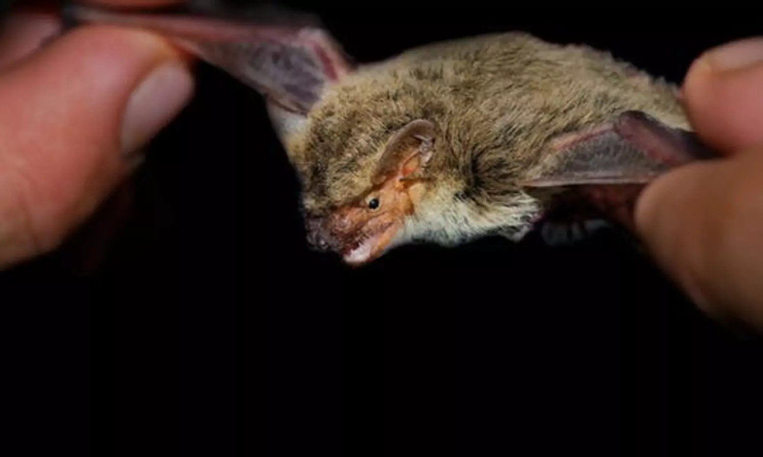 നിപ ഉറവിടം കണ്ടെത്താനുള്ള ശ്രമം ഊർജിതം; ആട്, പന്നി, വവ്വാൽ എന്നിവയുടെ സ്രവം പരിശോധിക്കാനൊരുങ്ങി മൃഗസംക്ഷണ വകുപ്പ്