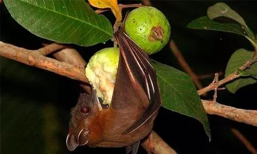 വ​വ്വാ​ലി​ൽ​നി​ന്ന്​ നിപ​ മ​നു​ഷ്യ​നി​ലേ​ക്ക്​ വ​ന്ന​ത്​ എ​ങ്ങ​നെ?; മൂന്ന്​ വർഷത്തിനിപ്പുറവും ഉറവിടം അജ്​ഞാതം