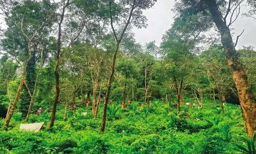 സൗഹാൻ, നീ എവിടെ?... ചെക്കുന്ന് മലയിൽ വീണ്ടും കൂട്ട തിരച്ചിൽ
