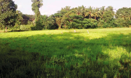 വന്യമൃഗശല്യം കാരണം കൃഷിനിലങ്ങൾ തരിശിടുന്നു
