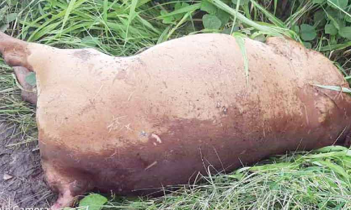 മാ​ലി​ന്യം ത​ള്ളു​ന്ന​ത്​ ശി​ക്ഷാ​ർ​ഹം എ​ന്നെ​ഴു​തി​യ ബോ​ർ​ഡി​ന് താ​ഴെ​ ച​ത്ത പ​ശു​വി​നെ ത​ള്ളി