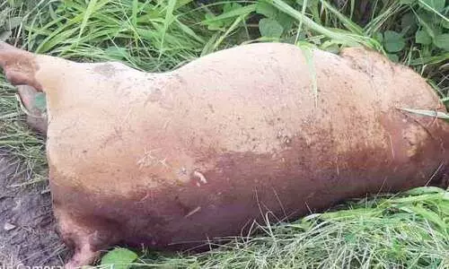 മാ​ലി​ന്യം ത​ള്ളു​ന്ന​ത്​ ശി​ക്ഷാ​ർ​ഹം എ​ന്നെ​ഴു​തി​യ ബോ​ർ​ഡി​ന് താ​ഴെ​ ച​ത്ത പ​ശു​വി​നെ ത​ള്ളി