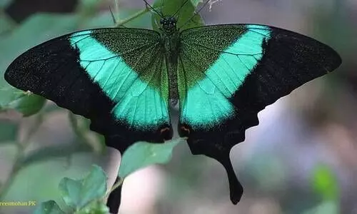 അന്യമാവുന്ന ശലഭ ഇനങ്ങൾക്കായി പരിസ്​ഥിതി പ്രവർത്തകരുടെ കൂട്ടായ്​മ