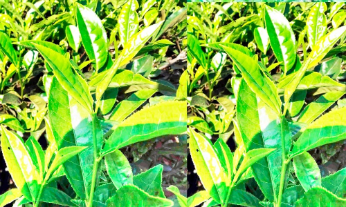 കൊളുന്ത് വില ഇടിഞ്ഞു; ചെറുകിട തേയില കർഷകർ പ്രതിസന്ധിയിൽ