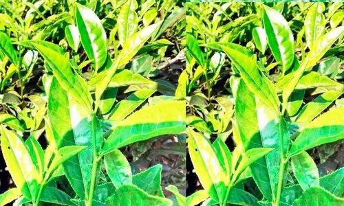 കൊളുന്ത് വില ഇടിഞ്ഞു; ചെറുകിട തേയില കർഷകർ പ്രതിസന്ധിയിൽ