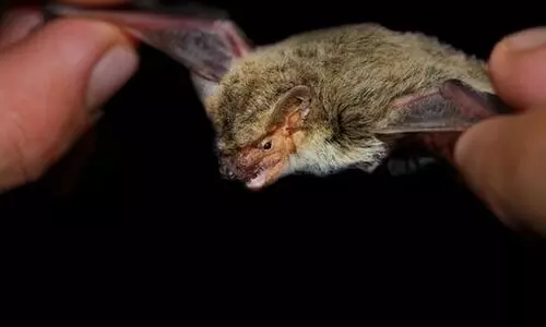 നിപ ഉറവിടം കണ്ടെത്താനുള്ള ശ്രമം ഊർജിതം; ആട്, പന്നി, വവ്വാൽ എന്നിവയുടെ സ്രവം പരിശോധിക്കാനൊരുങ്ങി മൃഗസംക്ഷണ വകുപ്പ്