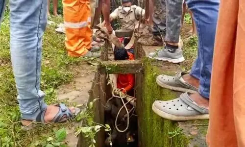 കാനയില്‍ കുടുങ്ങിയ പശുക്കുട്ടിയെ ഫയര്‍ഫോഴ്‌സ് രക്ഷപ്പെടുത്തി