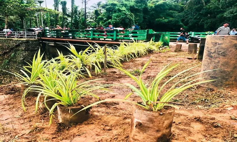 കടലുണ്ടി പുഴയോരം വൃത്തിയാക്കി പെരുമ്പുഴ പൗരാവലി