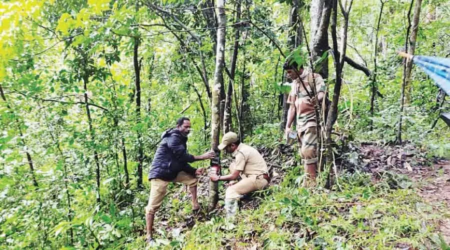 ക​​ടു​​വ ക​​ണ​​ക്കെ​​ടു​​പ്പ്: കാ​​മ​​റ സ്ഥാ​​പി​​ക്ക​​ൽ തു​​ട​​രു​​ന്നു