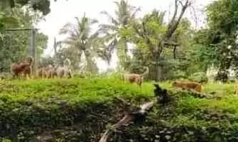 stray dogs stray dogs