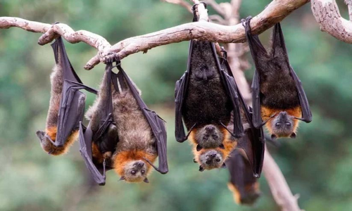 bats