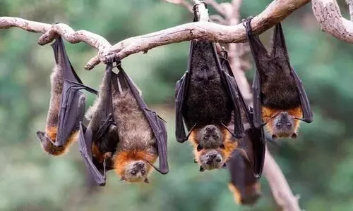 bats bats