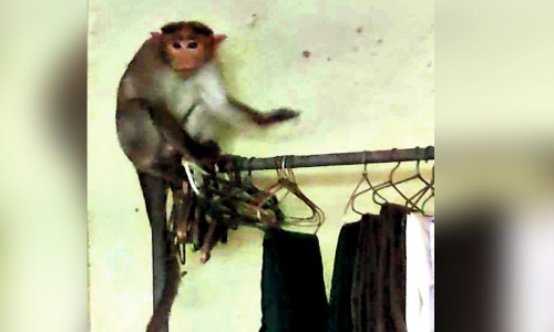 വാ​ണി​യ​മ്പ​ല​ത്ത് ക​ട​ക​ളി​ൽ ക​യ​റി​യ കു​ര​ങ്ങു​ക​ൾ പ​രി​ഭ്രാ​ന്തി സൃ​ഷ്​​ടി​ച്ചു