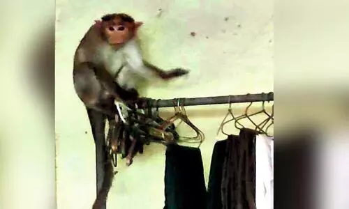 വാ​ണി​യ​മ്പ​ല​ത്ത് ക​ട​ക​ളി​ൽ ക​യ​റി​യ കു​ര​ങ്ങു​ക​ൾ പ​രി​ഭ്രാ​ന്തി സൃ​ഷ്​​ടി​ച്ചു