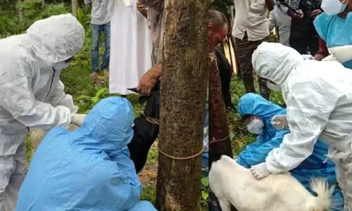 നിപ: രണ്ട് പേര് കൂടി നെഗറ്റീവ് നിപ: രണ്ട് പേര് കൂടി നെഗറ്റീവ്