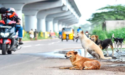 ആ​ല​പ്പു​ഴയിൽ നി​ര​ത്തു​ക​ൾ കൈ​യ​ട​ക്കി തെ​രു​വു​നാ​യ്​​ക്ക​ൾ