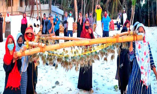 ലക്ഷദ്വീപിൽ തദ്ദേശീയ കടൽപായൽ കൃഷി