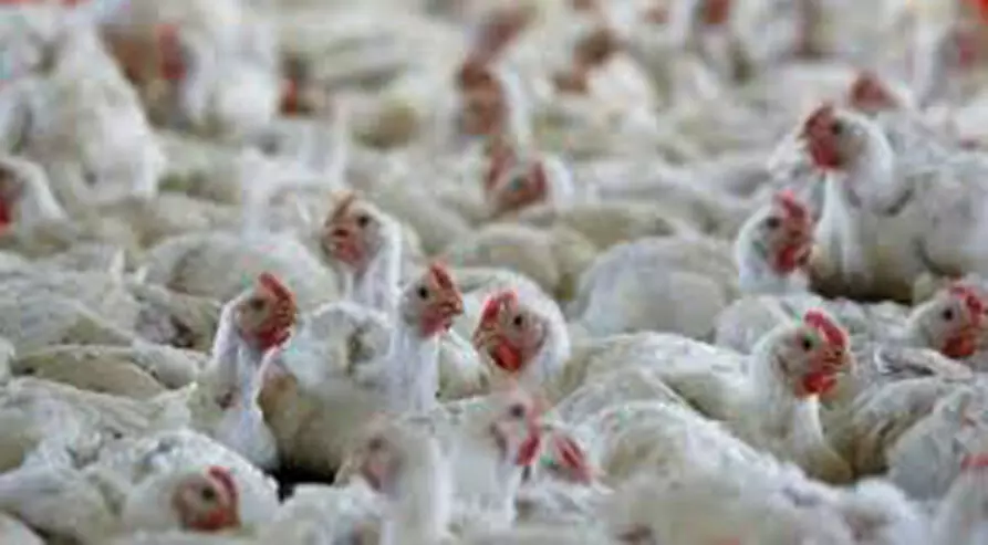 ആറ്​ രാജ്യങ്ങളിൽനിന്ന്​ പക്ഷി ഇറക്കുമതി വിലക്ക്​ നീക്കി