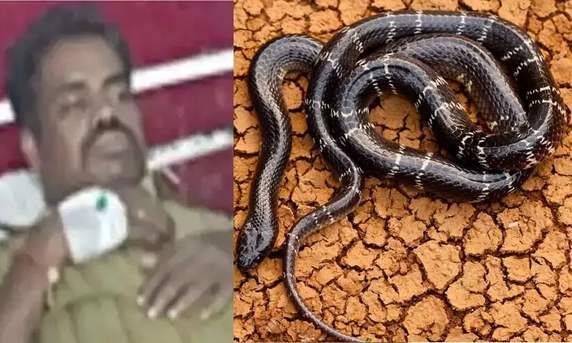 Chhattisgarh snake story