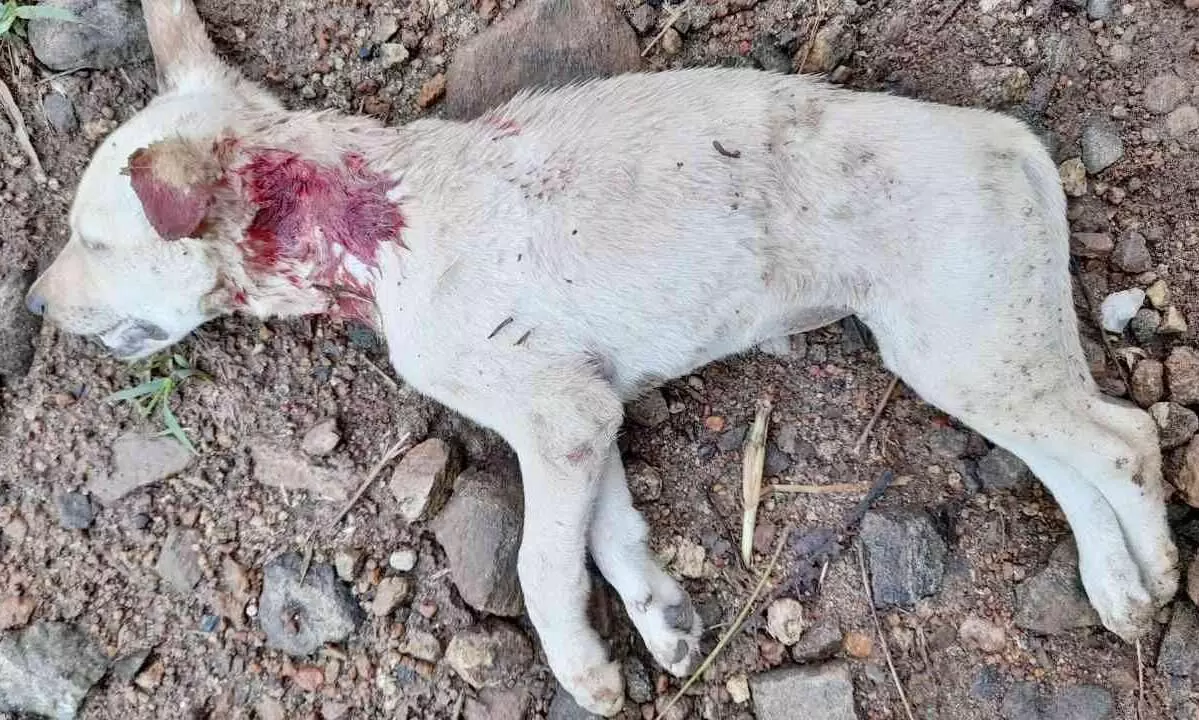 പട്ടിയെ കൊന്നത് പുലിയെന്ന് സംശയം പട്ടിയെ കൊന്നത് പുലിയെന്ന് സംശയം