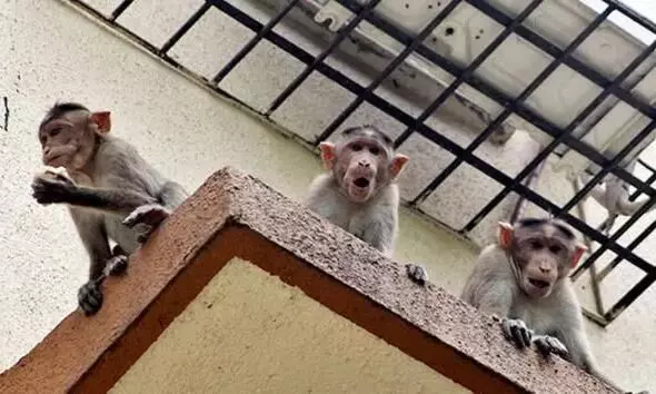 UP BJP Leader’s Wife Jumps From 2nd Floor to Escape Monkey