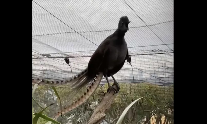 lyrebird 8921 lyrebird 8921