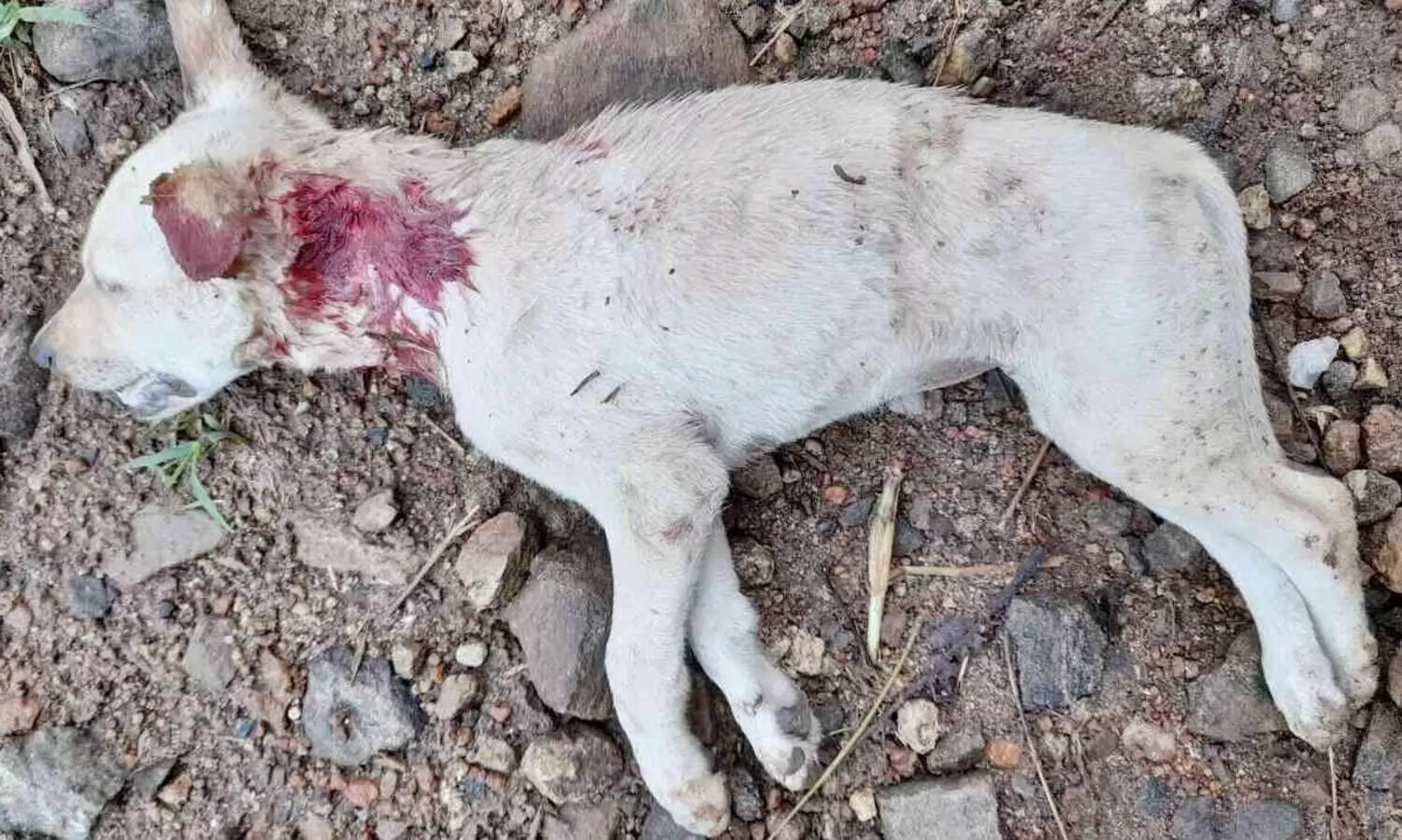 പട്ടിയെ കൊന്നത് പുലിയെന്ന് സംശയം