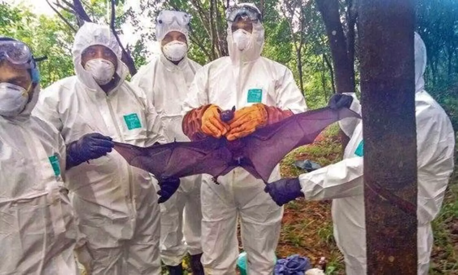 നിപയിൽ വീണ്ടും ആശ്വാസ വാർത്ത; പുതിയ സാമ്പിളുകളും നെഗറ്റീവ്​